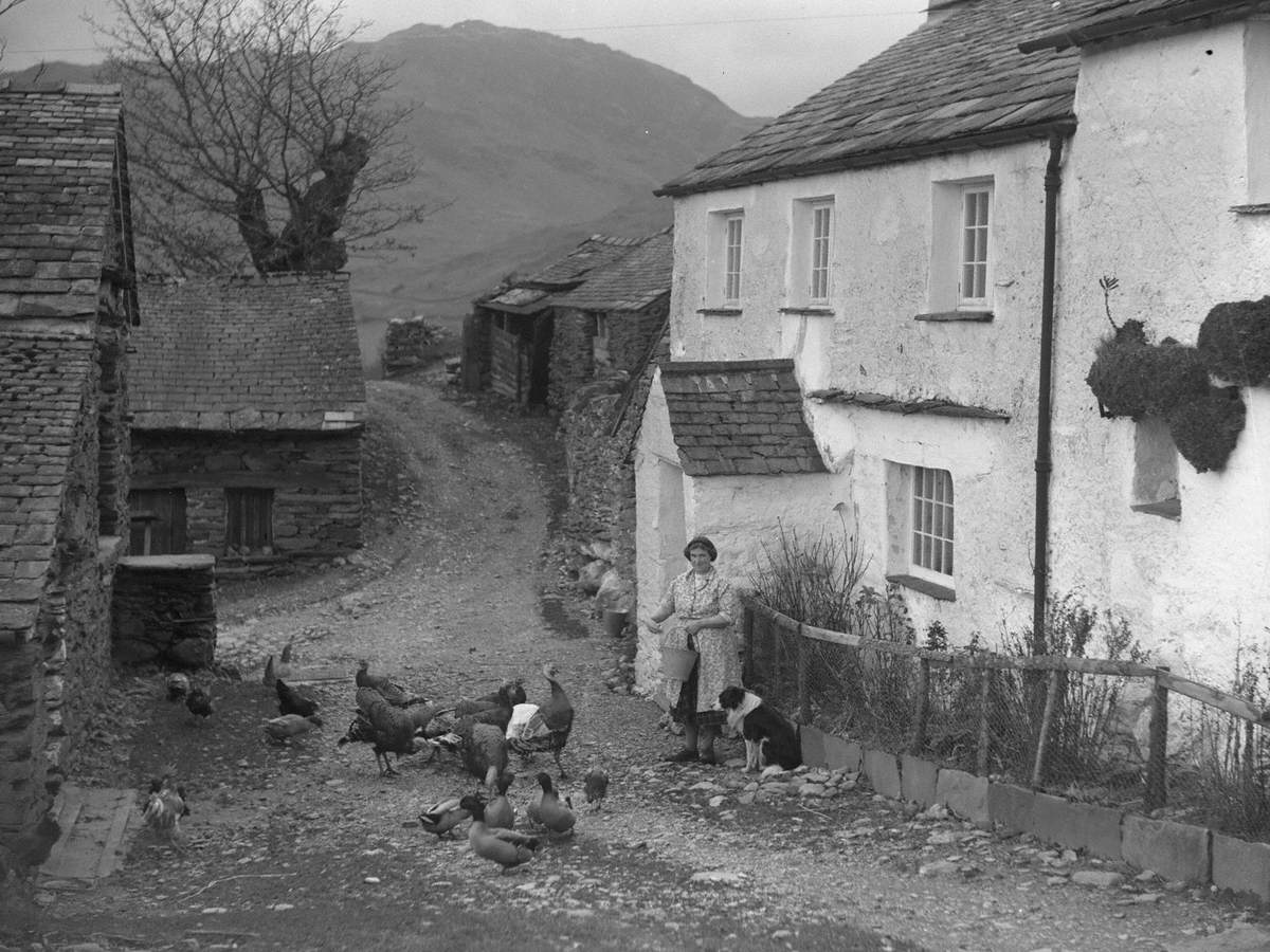 Woman Feeding Turkeys and Ducks