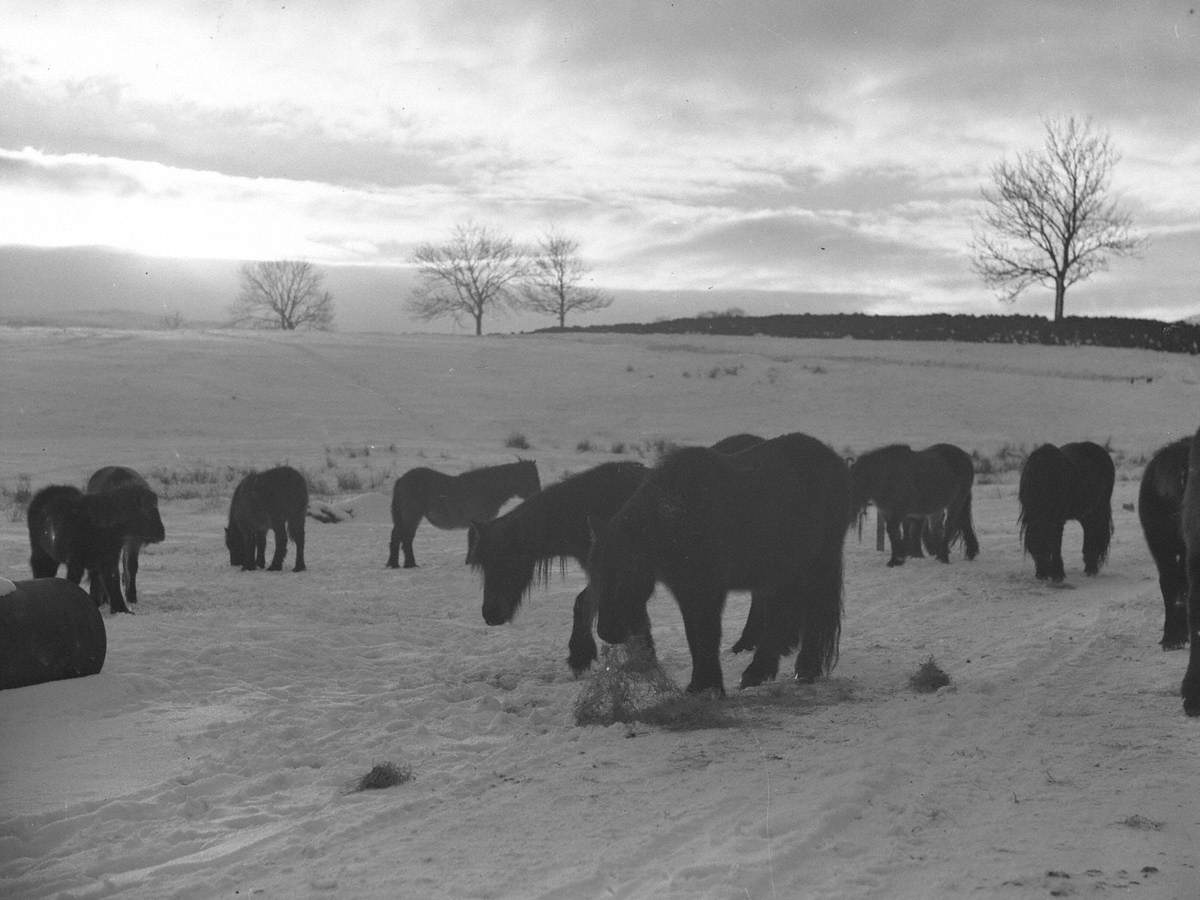 Ponies Feeding in Winter