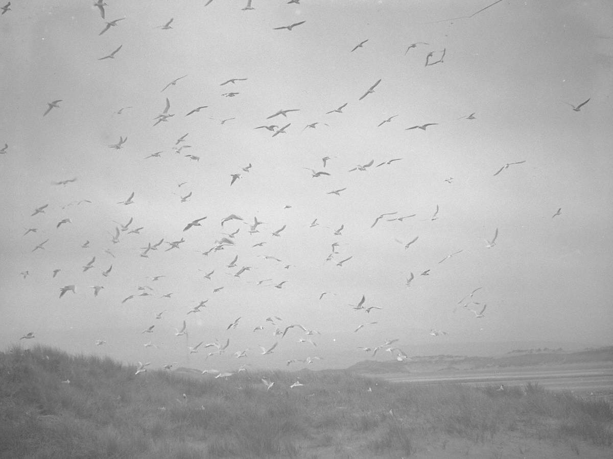 Gulls