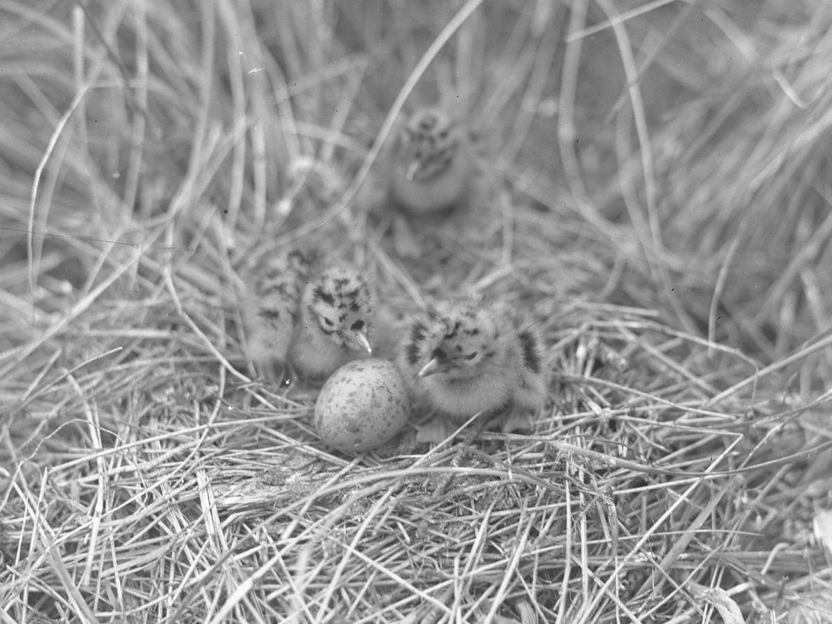 Chicks on the Nest