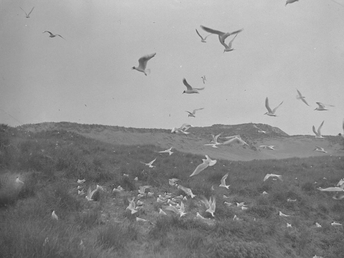 Gullery