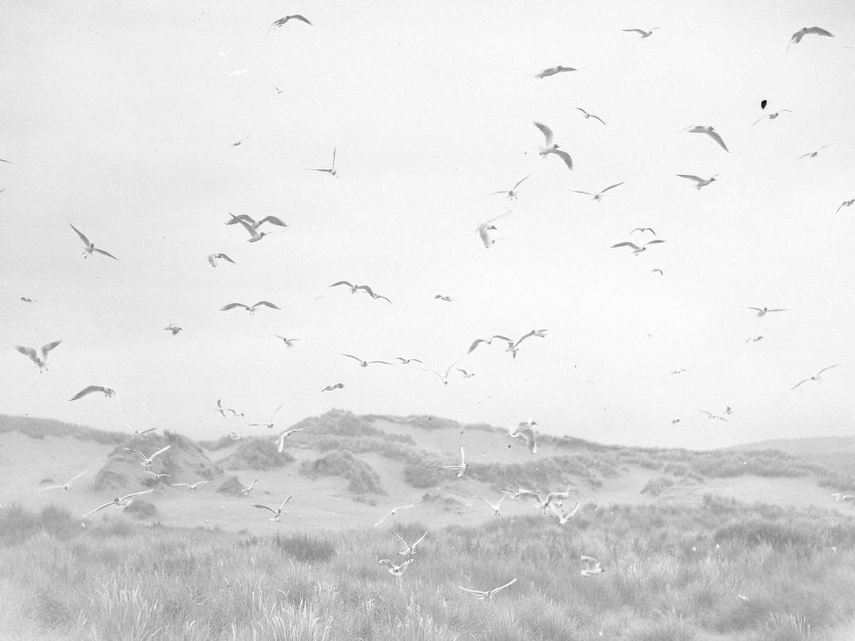 Gulls