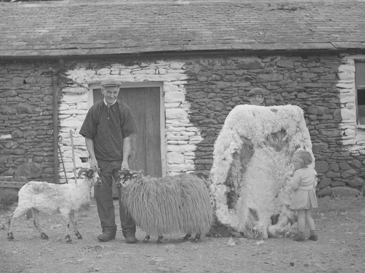 Shearing Sheep Art UK
