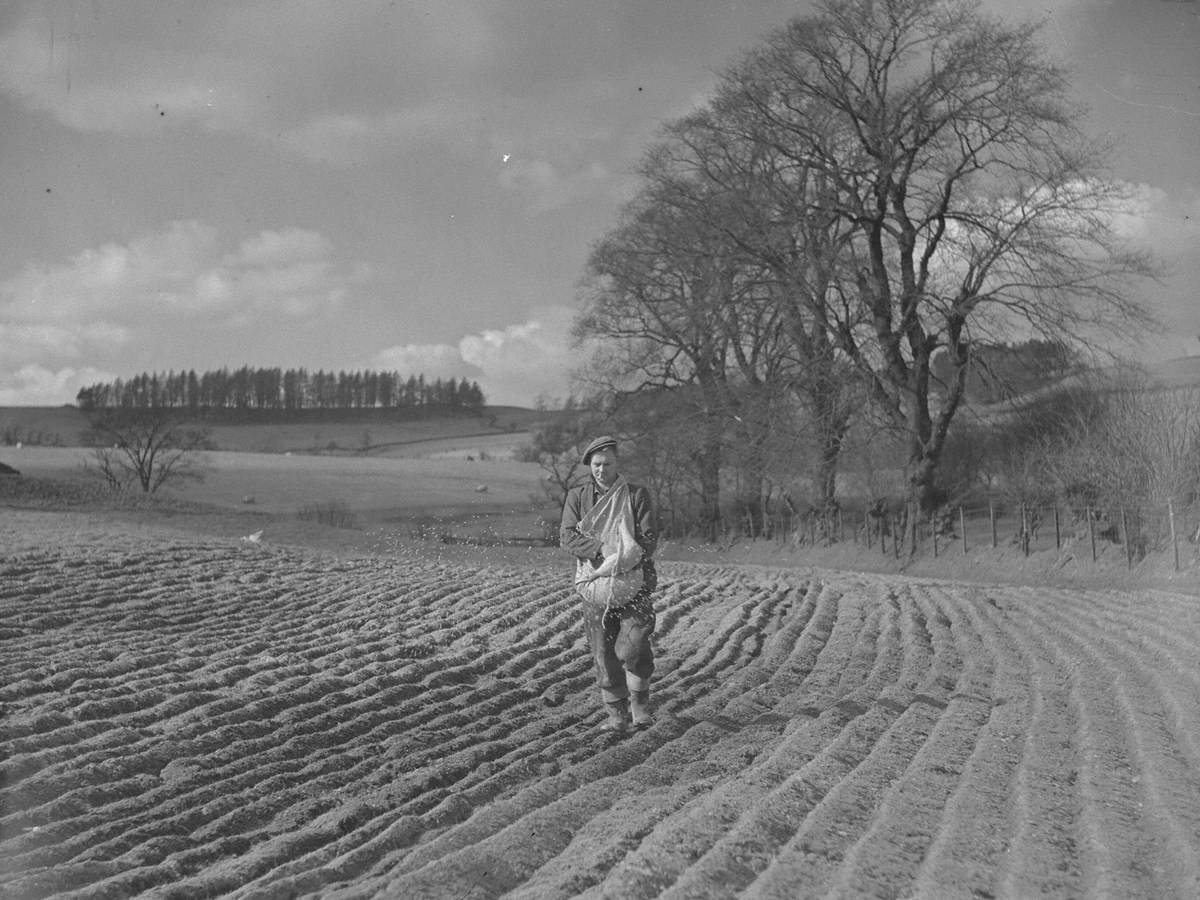 Sowing Seed at Tebay