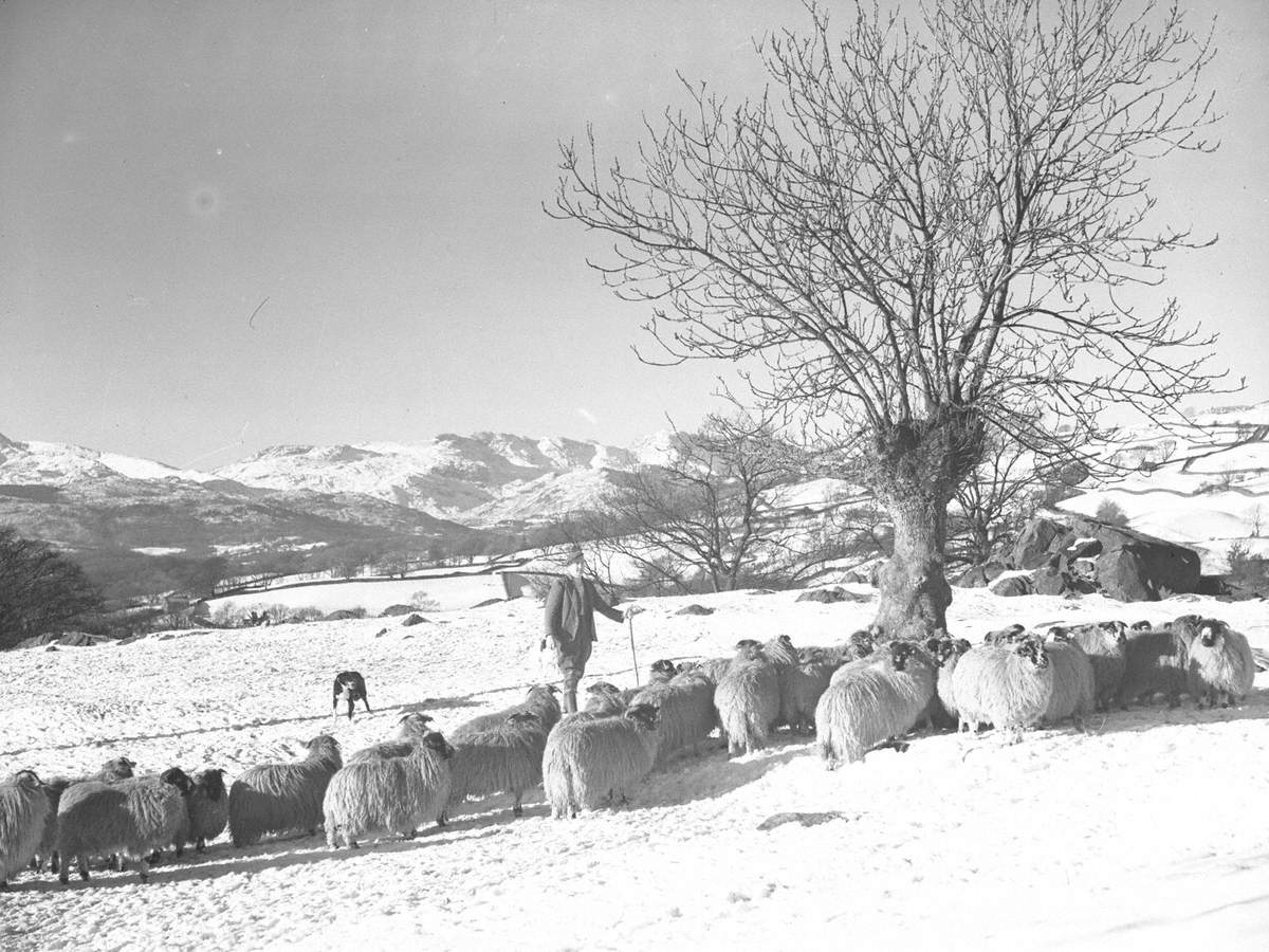 Sheep Roundup at Troutbeck