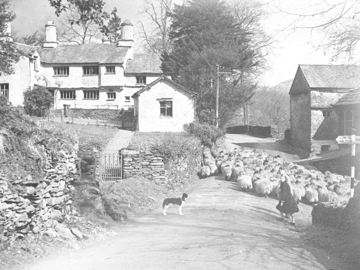 Sheep Farming at Troutbeck