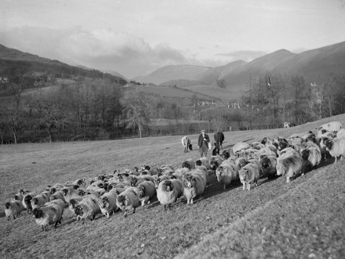 Sheep Farming in Troutbeck Valley