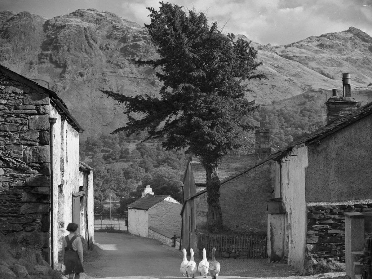 Geese at Borrowdale