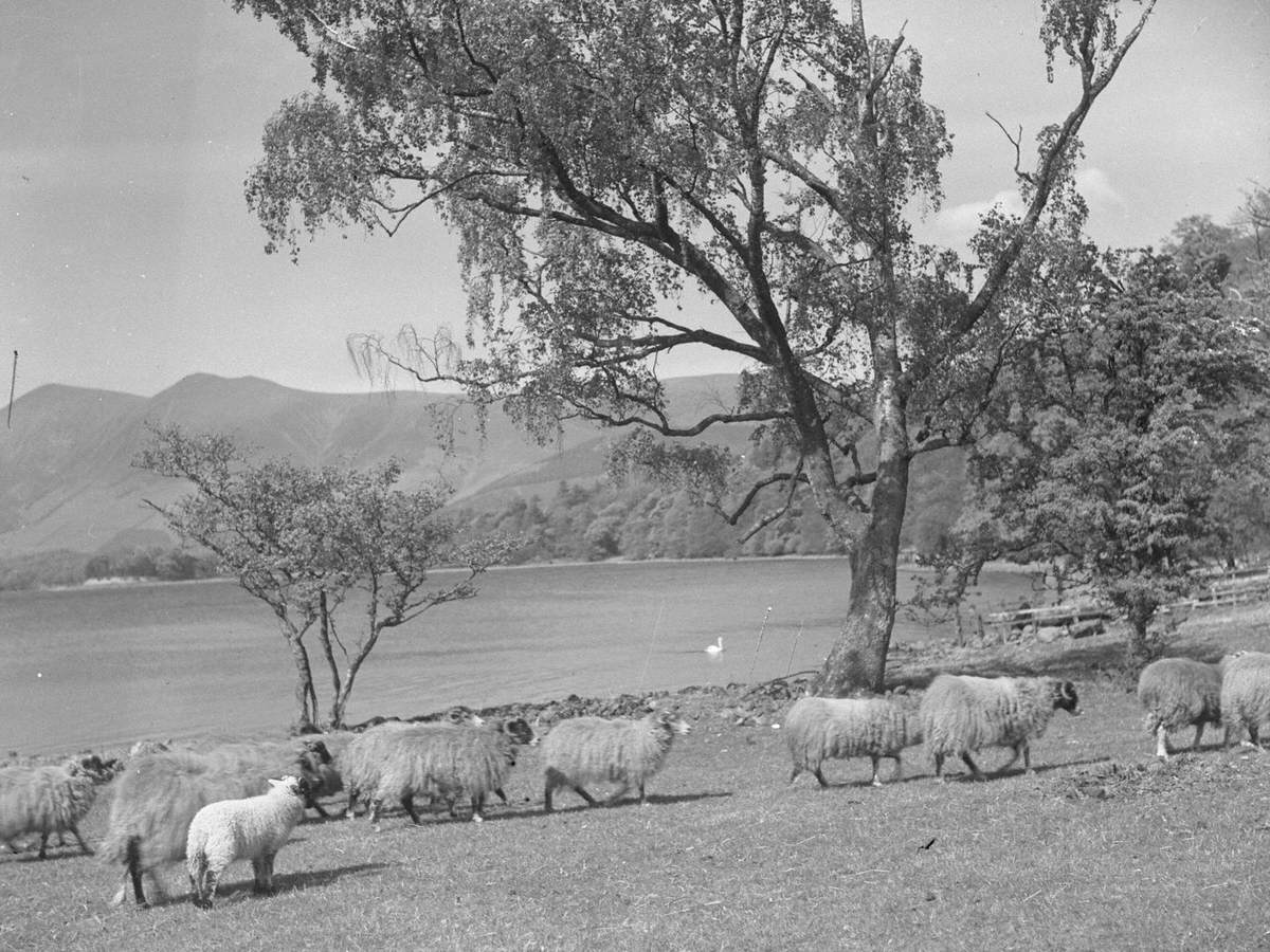 Sheep and Lambs at Borrowdale