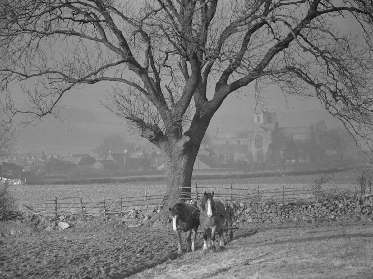 Ploughing At Cartmel 