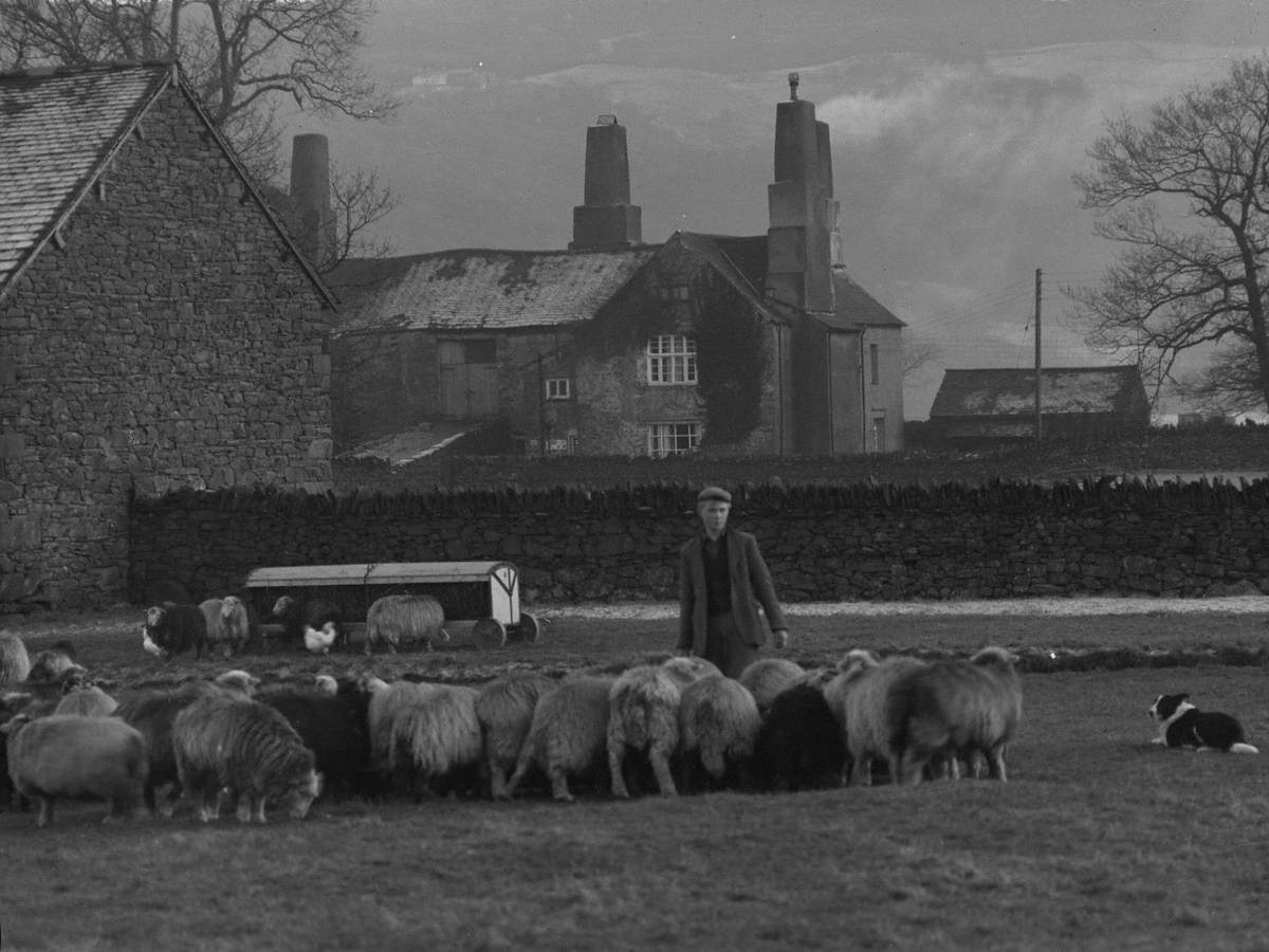 Sheep at Coniston Old Hall