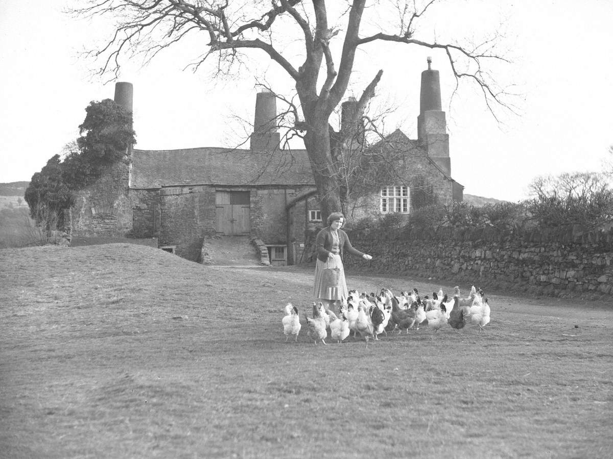 Chickens at Coniston Old Hall