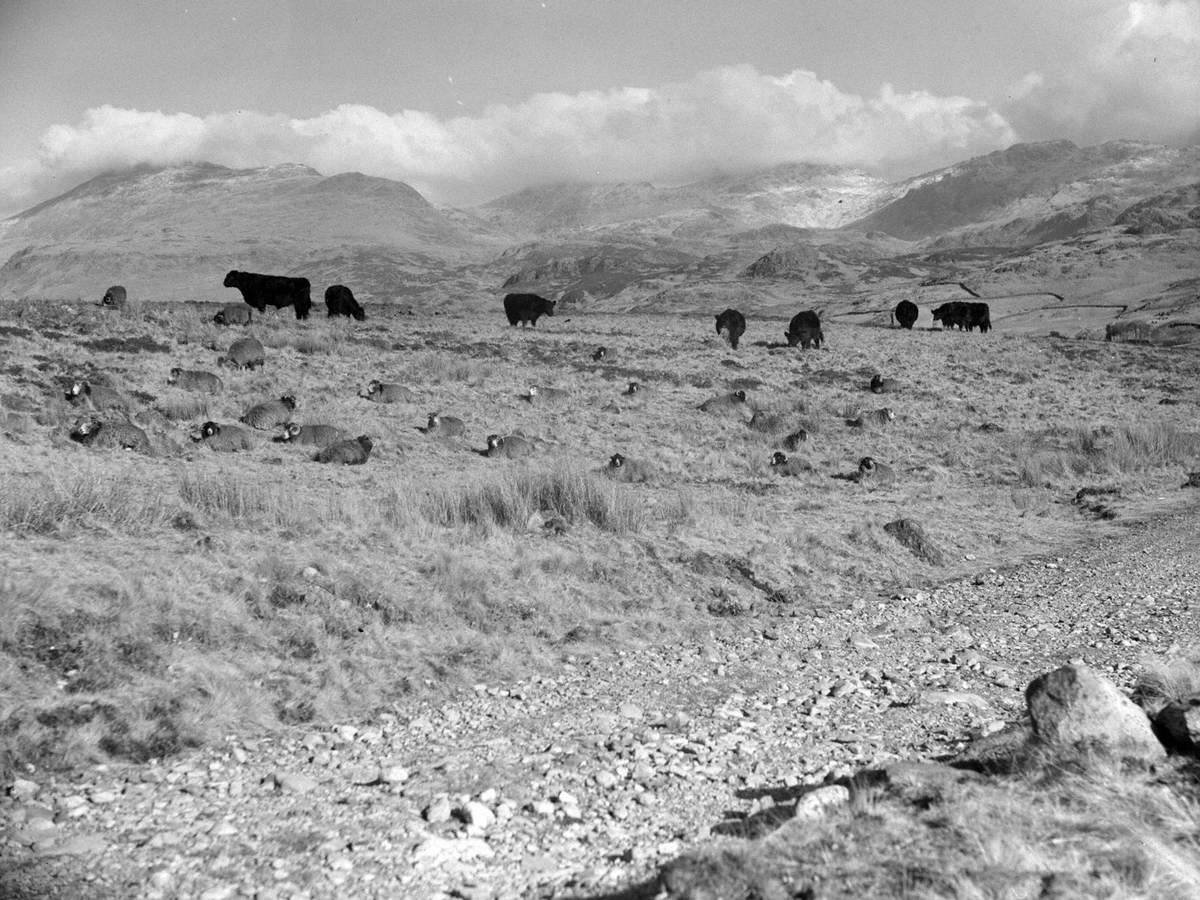 Sheep and Cattle on Birken Moor