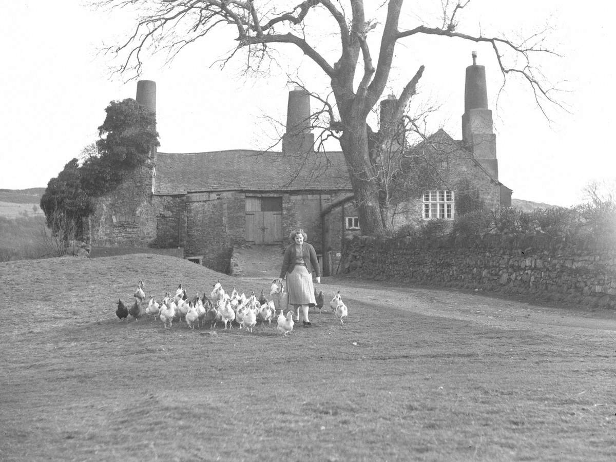 Chickens at Coniston Old Hall