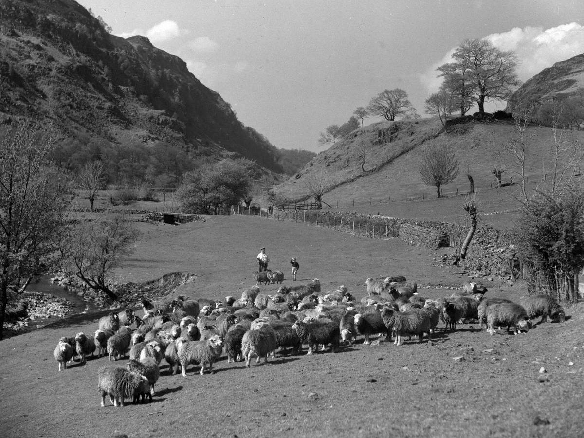 Sheep Farming at Ambleside