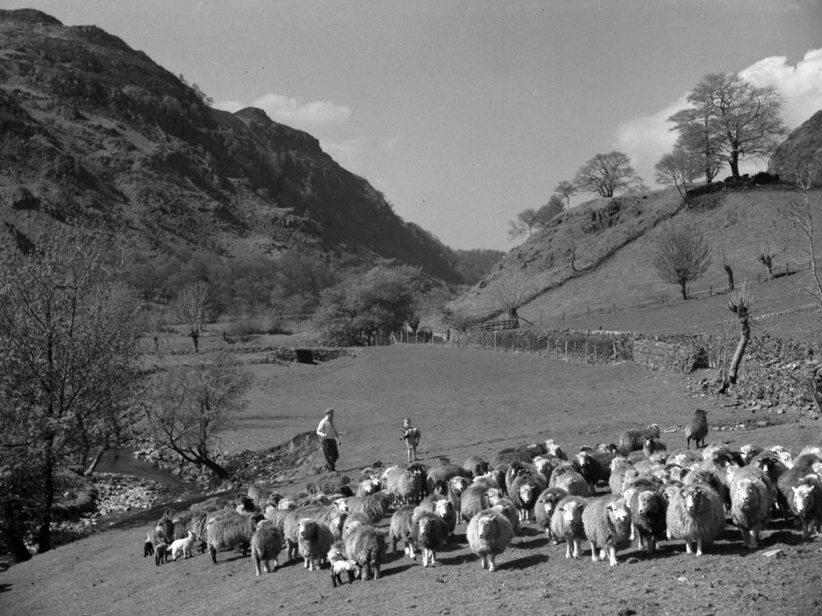 Shepherd, Boy and Sheep