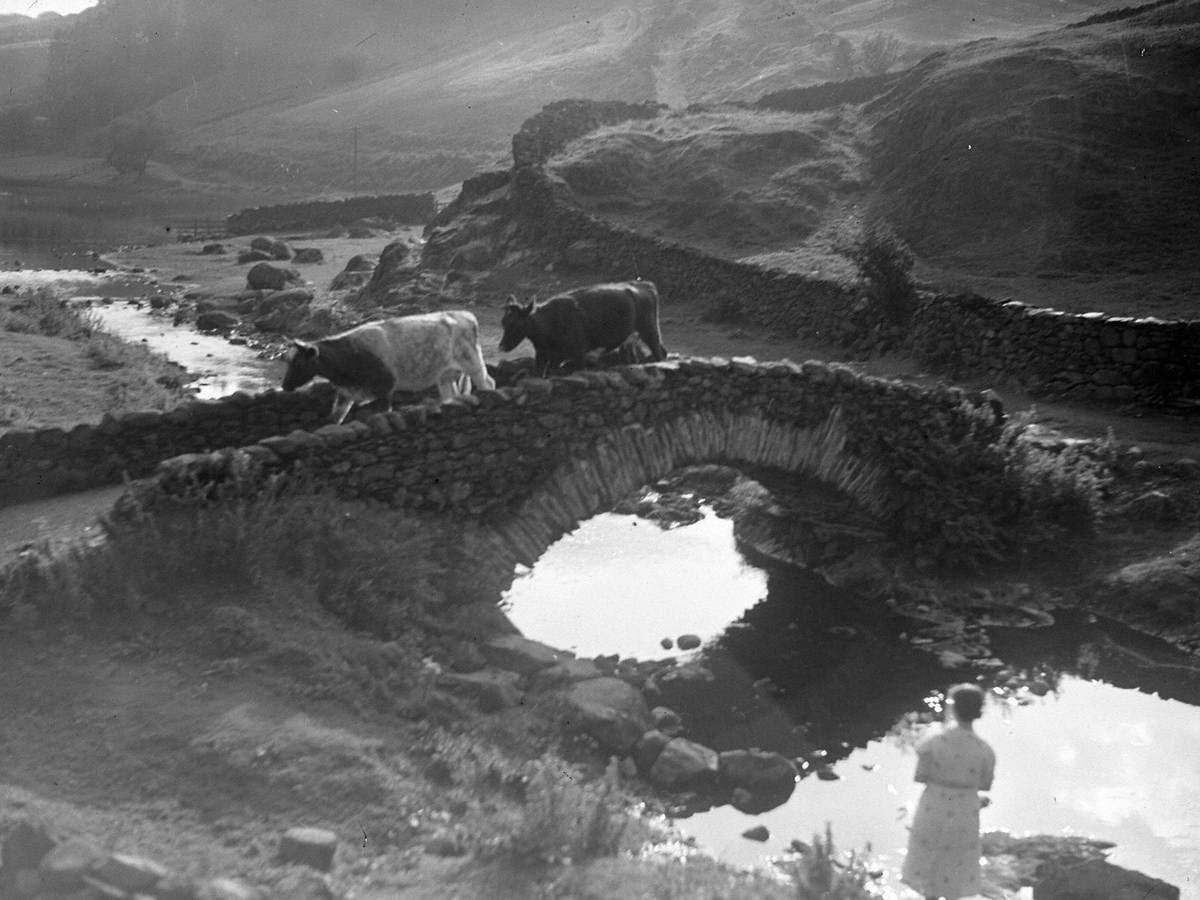 Cows on Bridge