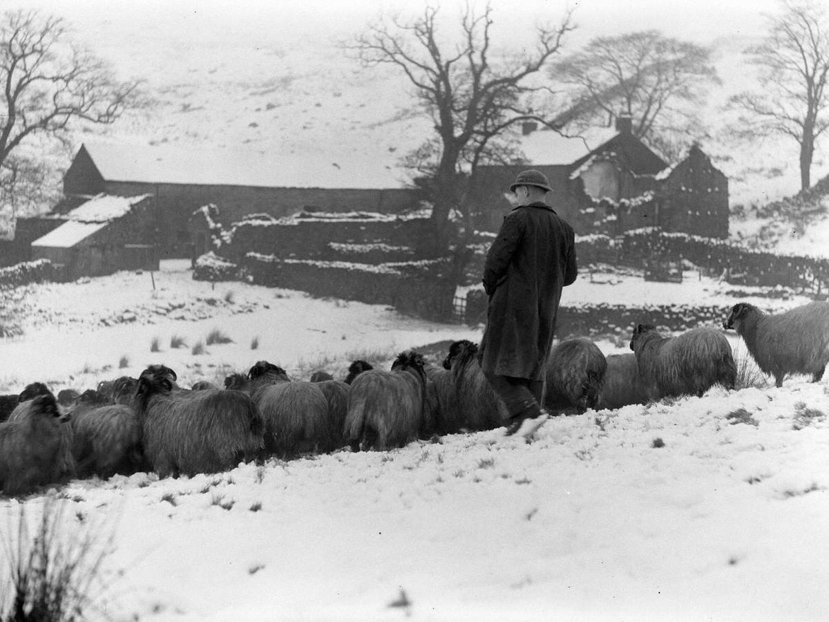Sheep Farming near Shap Lodge