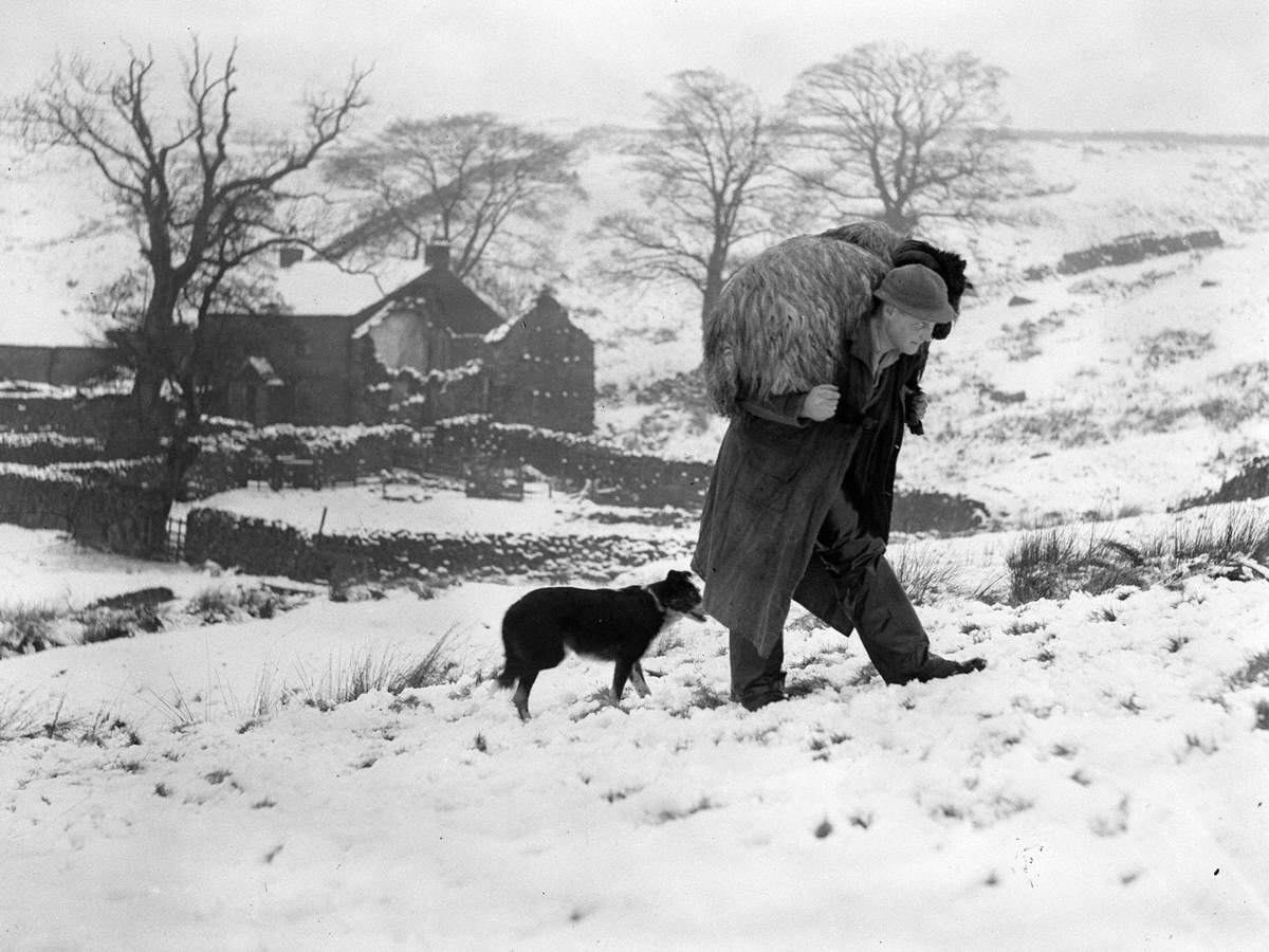 Sheep Farming near Shap Lodge