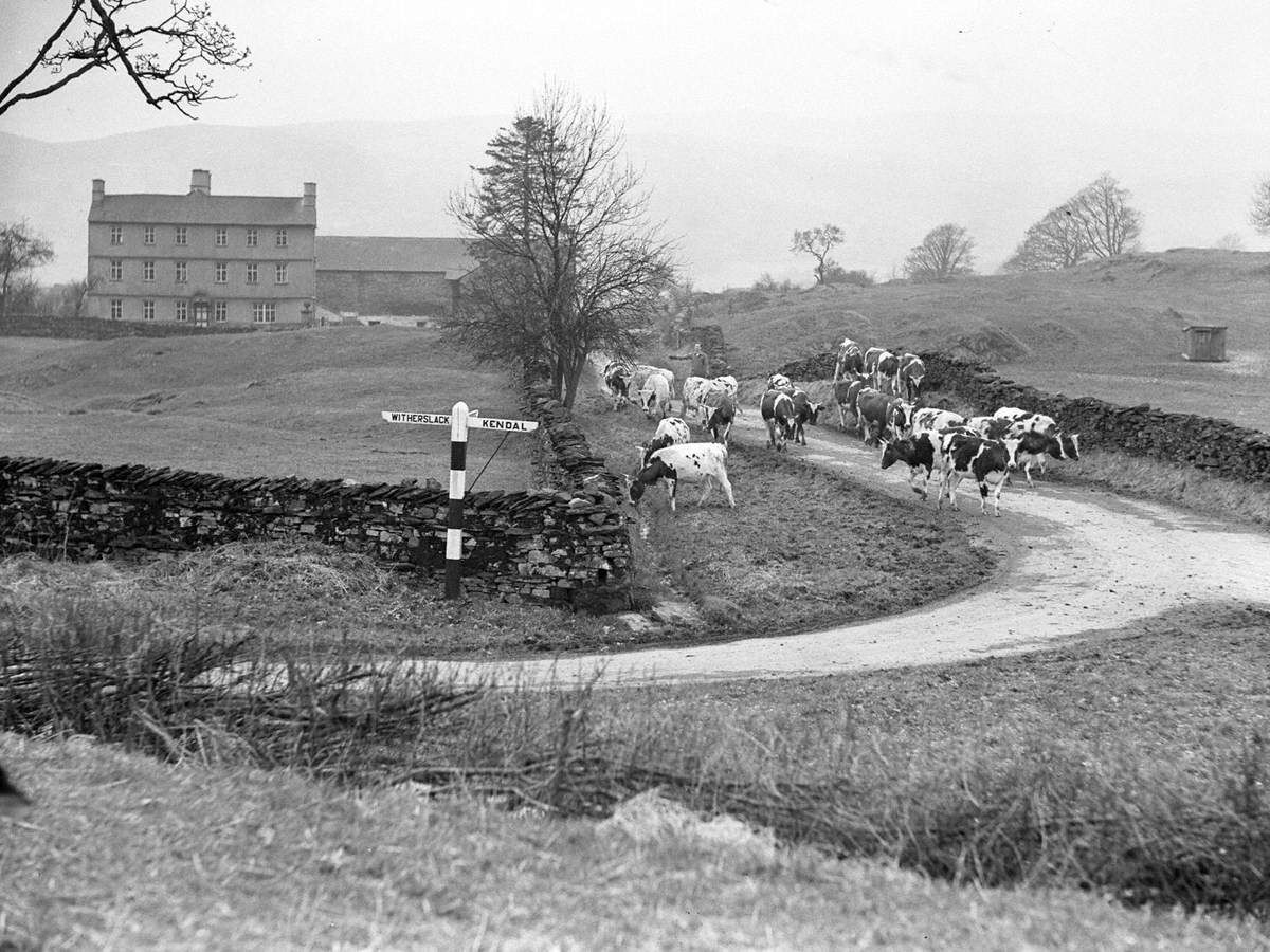 Herding Cows