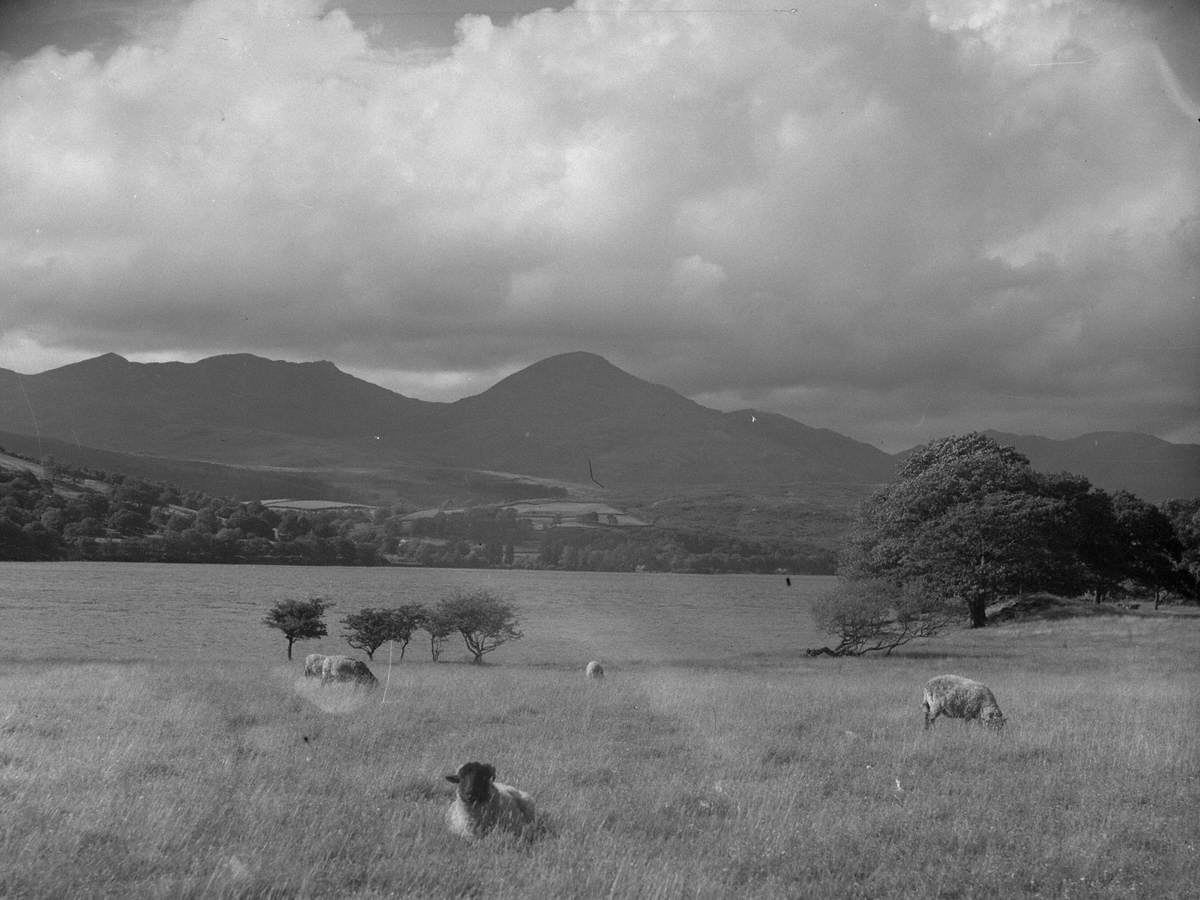 Coniston Sheep and Fells