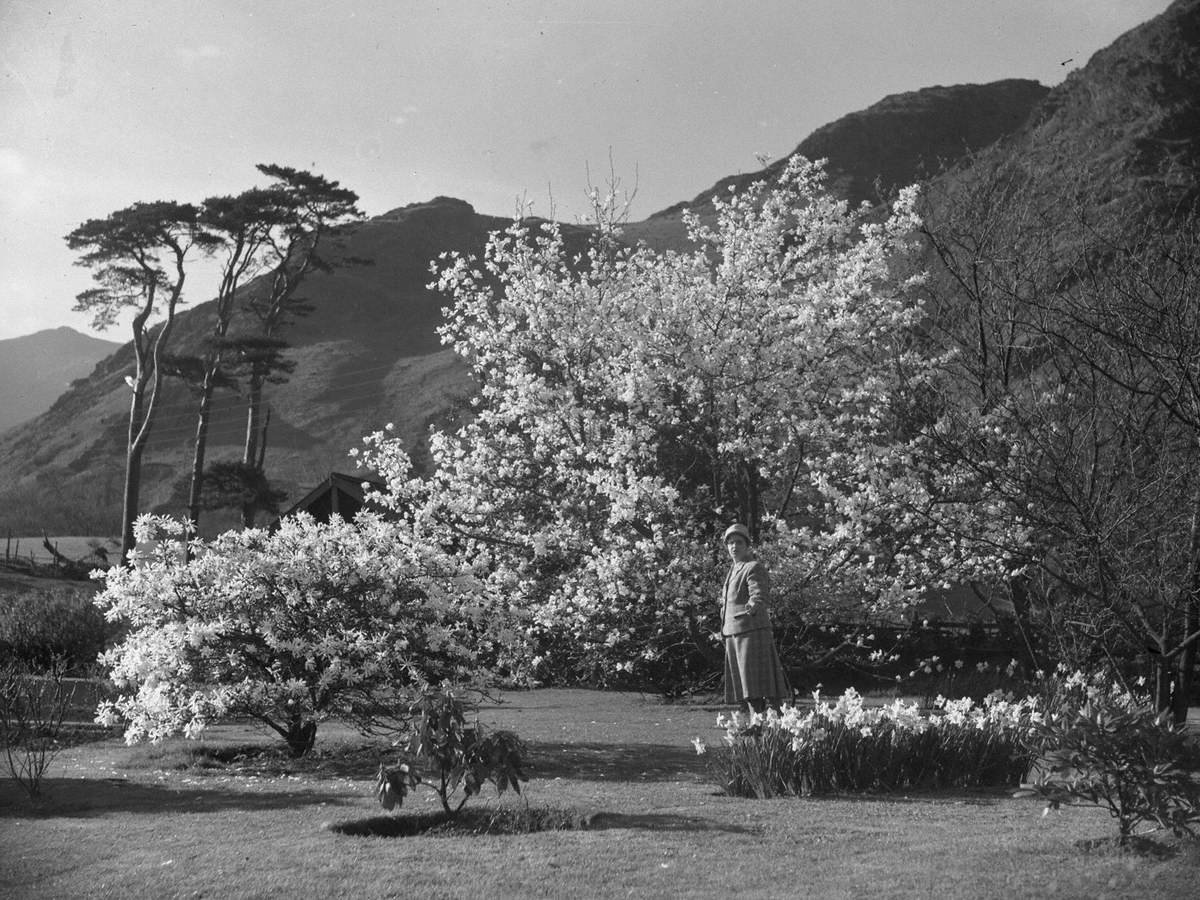 Coniston Blossom