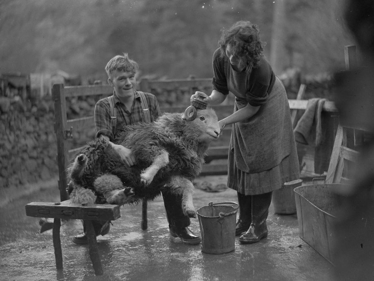 Sheep Washing