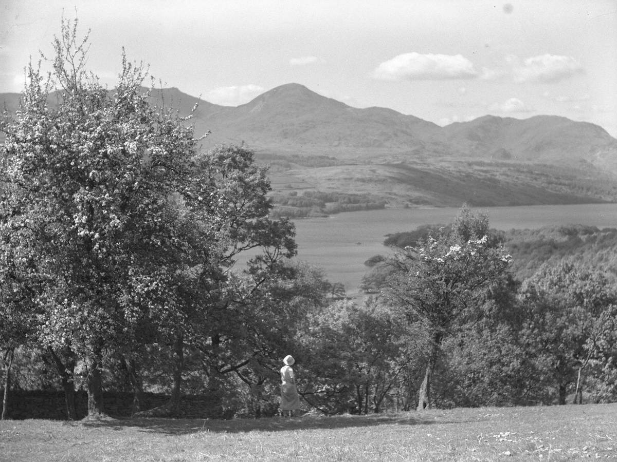 Coniston Blossom