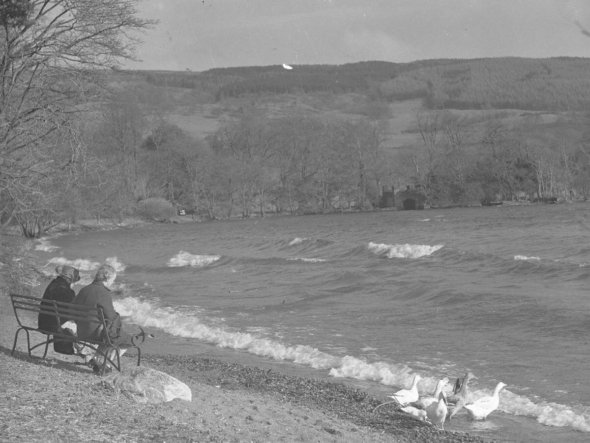 Ducks at Coniston Water