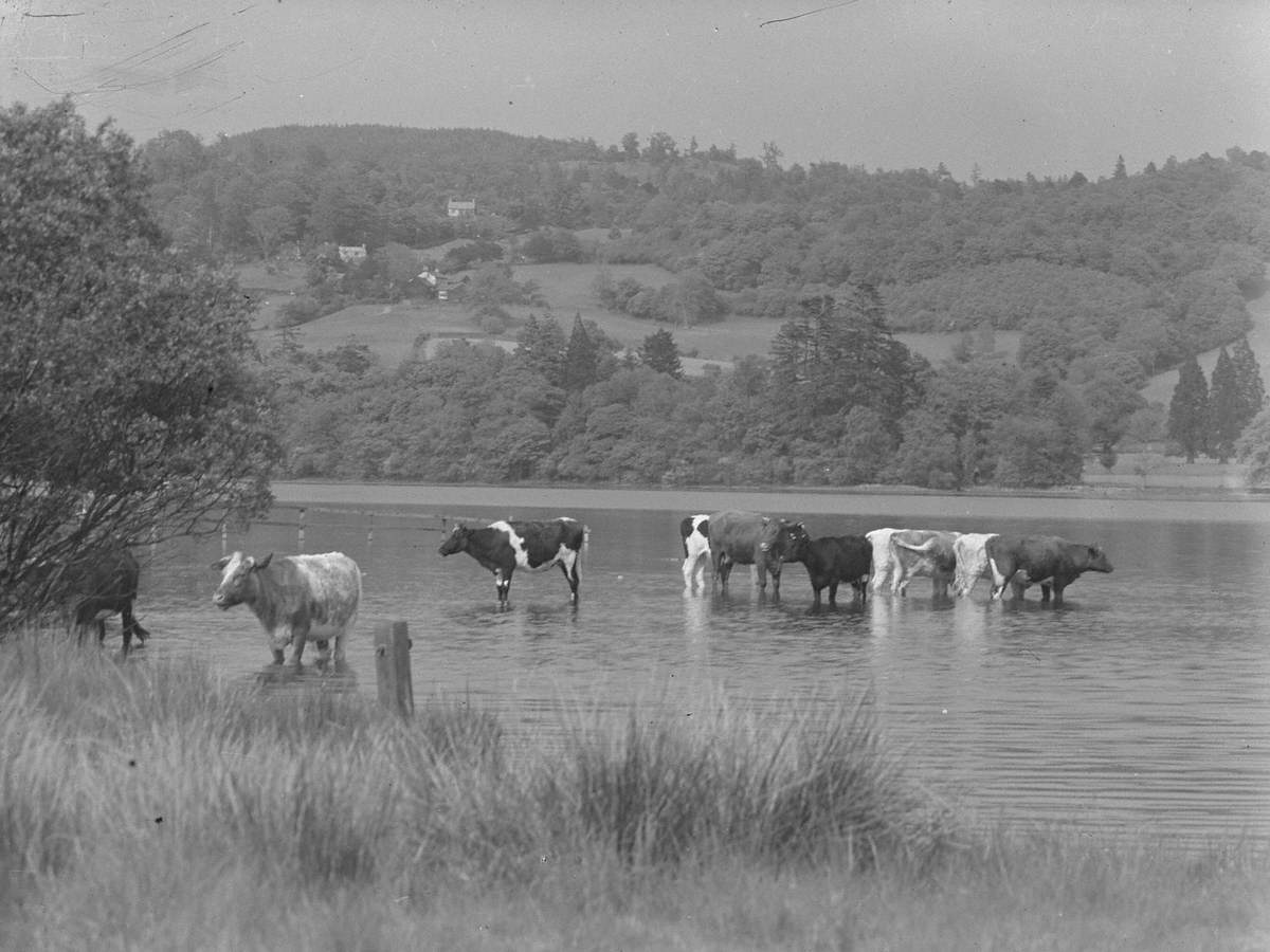 Cattle in Coniston