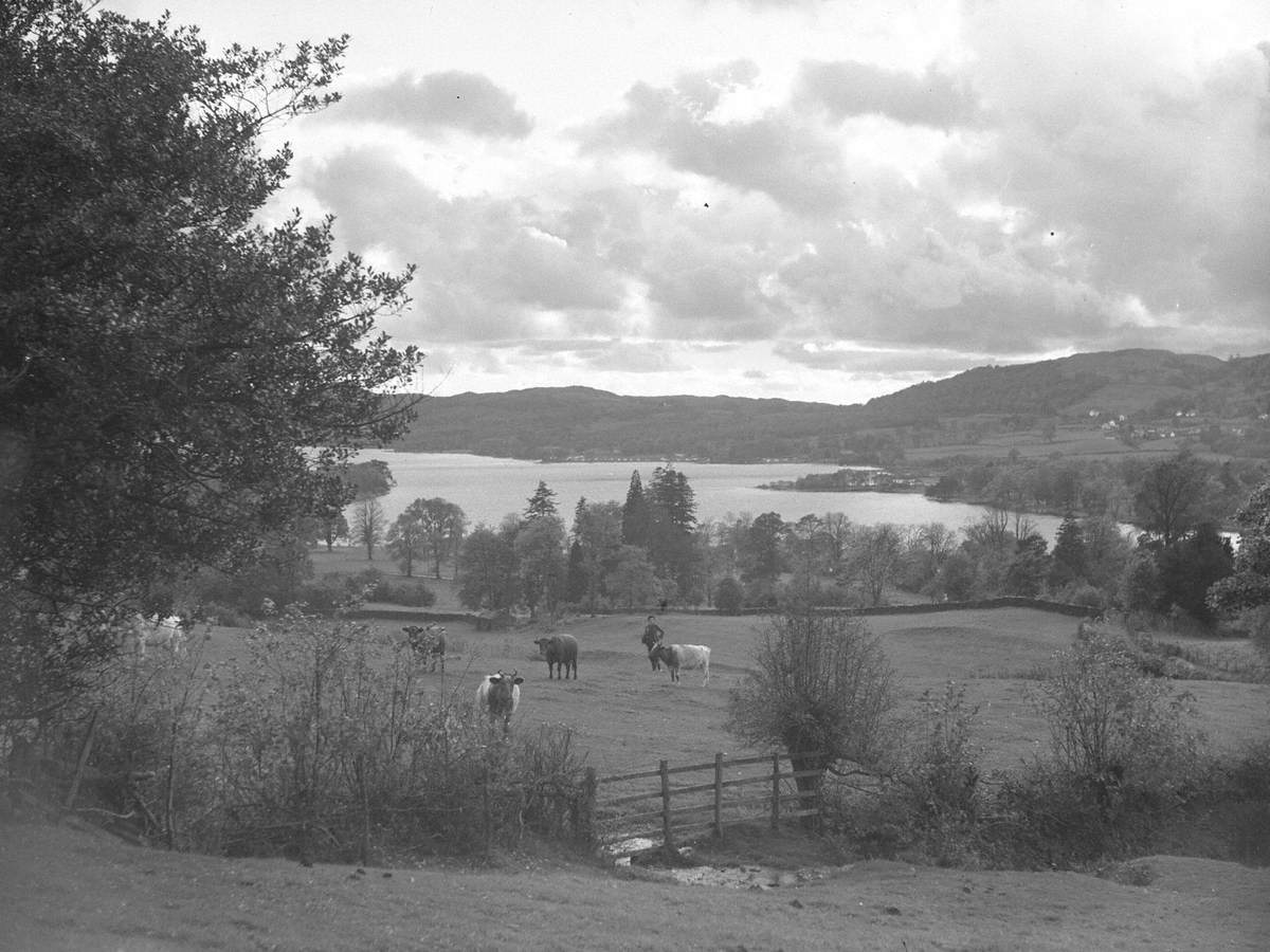 Cattle and Coniston