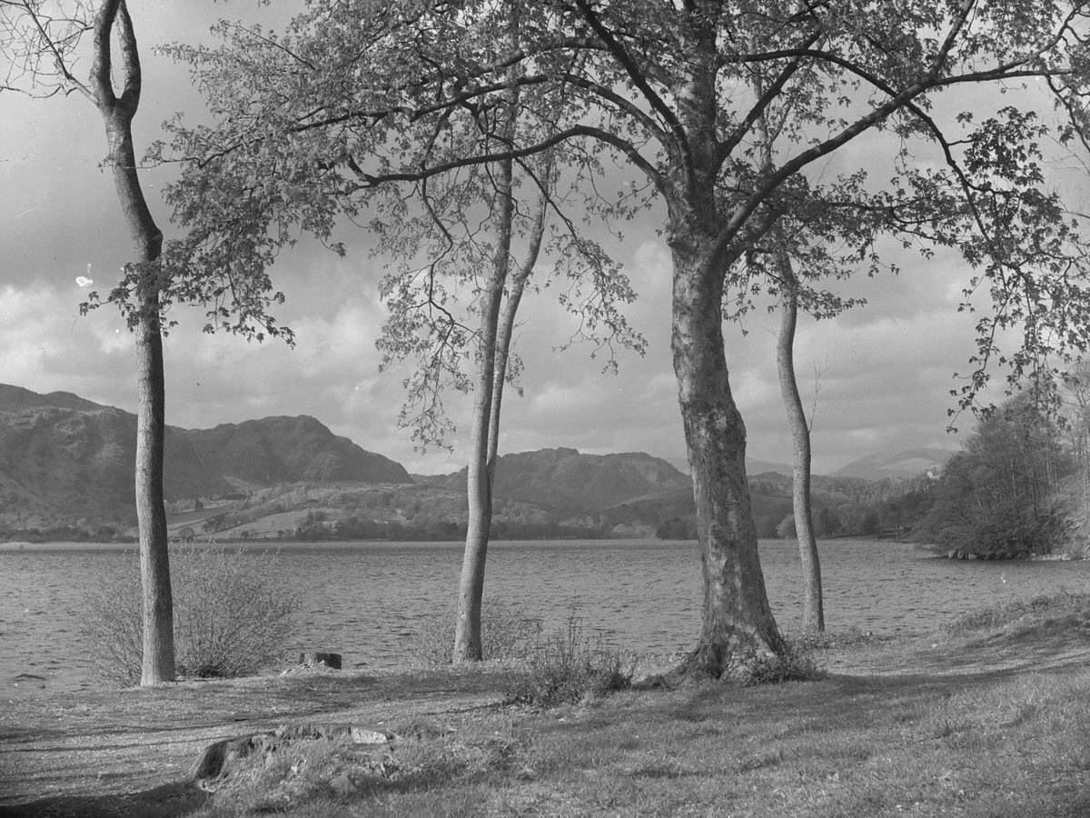 Trees next to Coniston Water