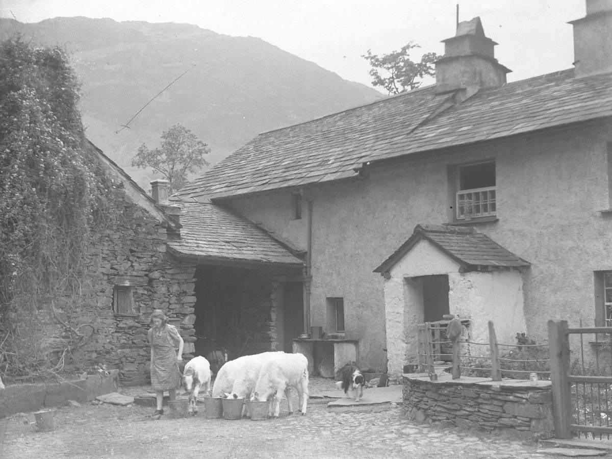 Calves in Farmyard