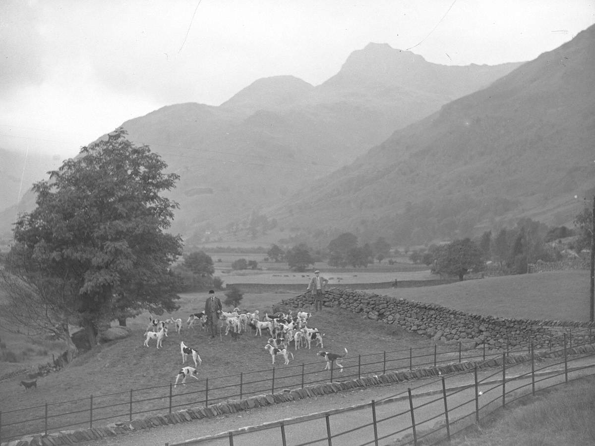 Coniston Foxhounds