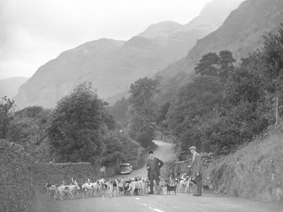 Coniston Foxhounds
