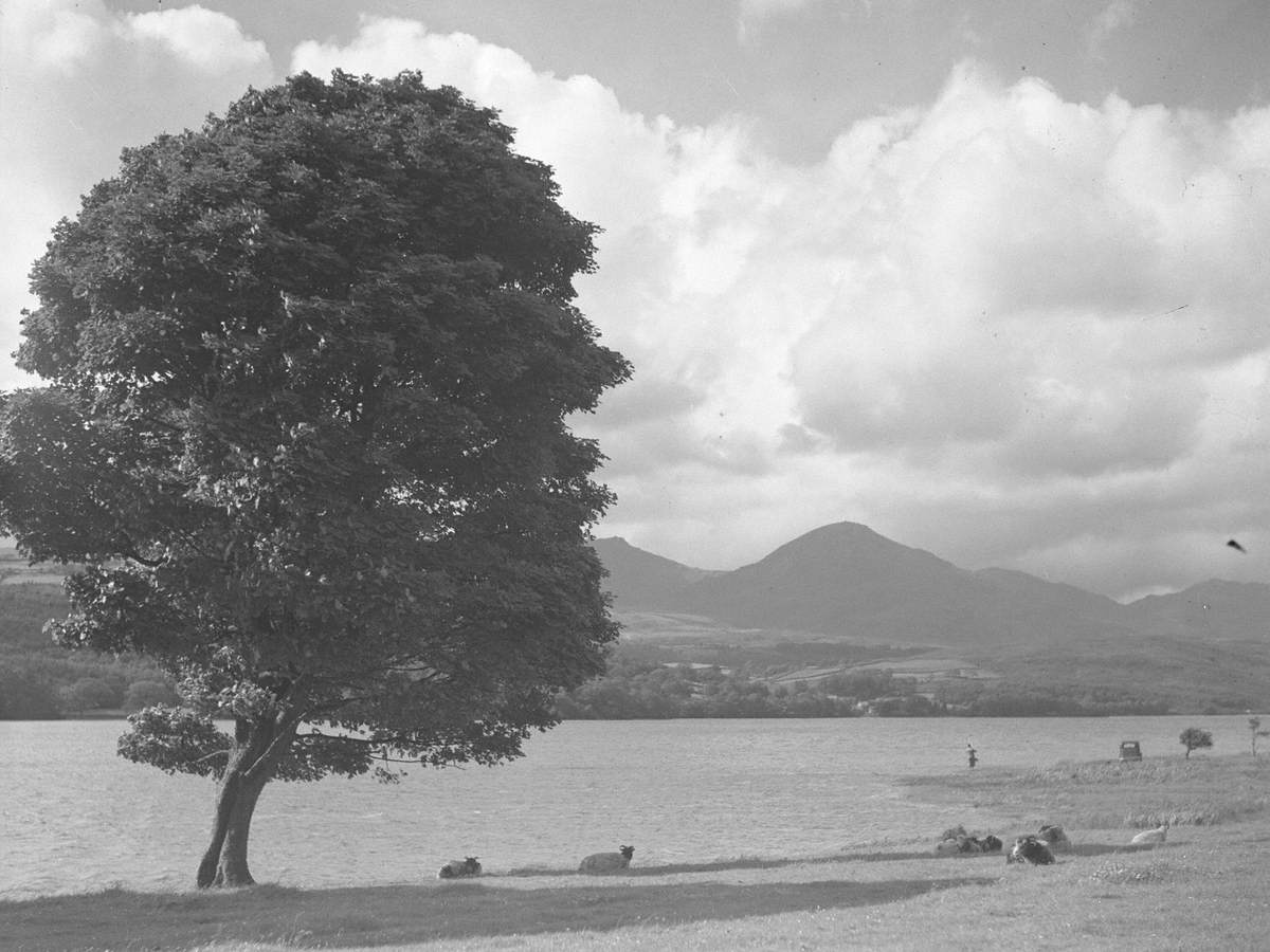 Tree and Solitary Fisherman