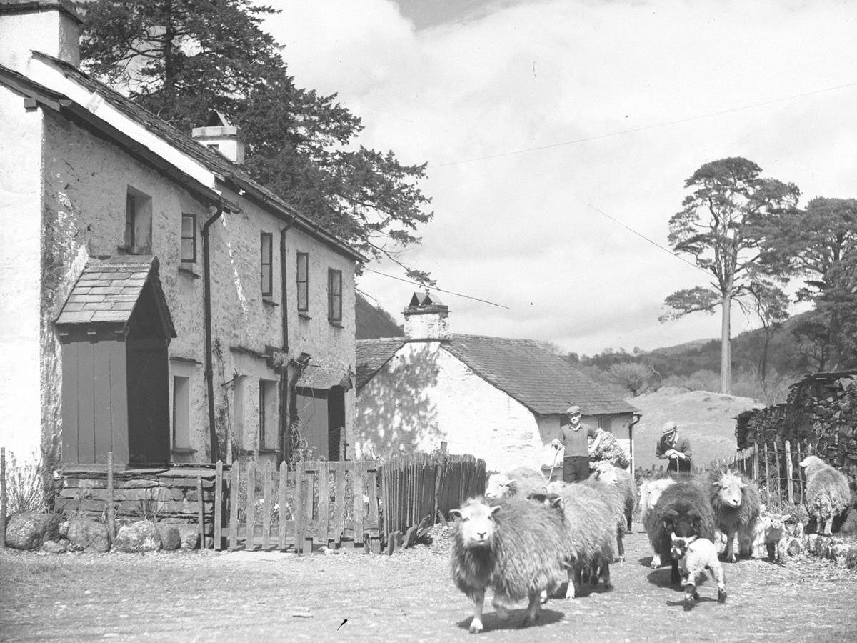 Sheep and Lambs at Coniston Farm