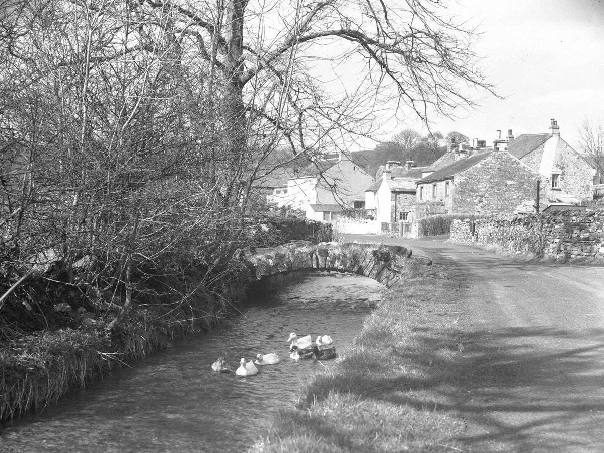 Ducks on Stream at Morland and Orton