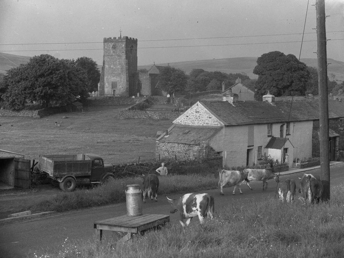 Moray Cattle at Orton