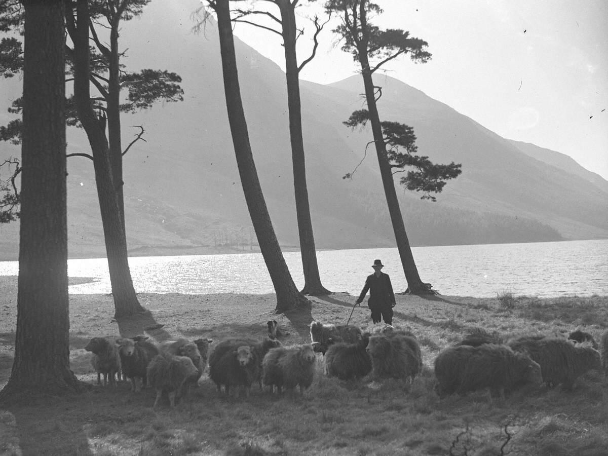 Sheep at Buttermere