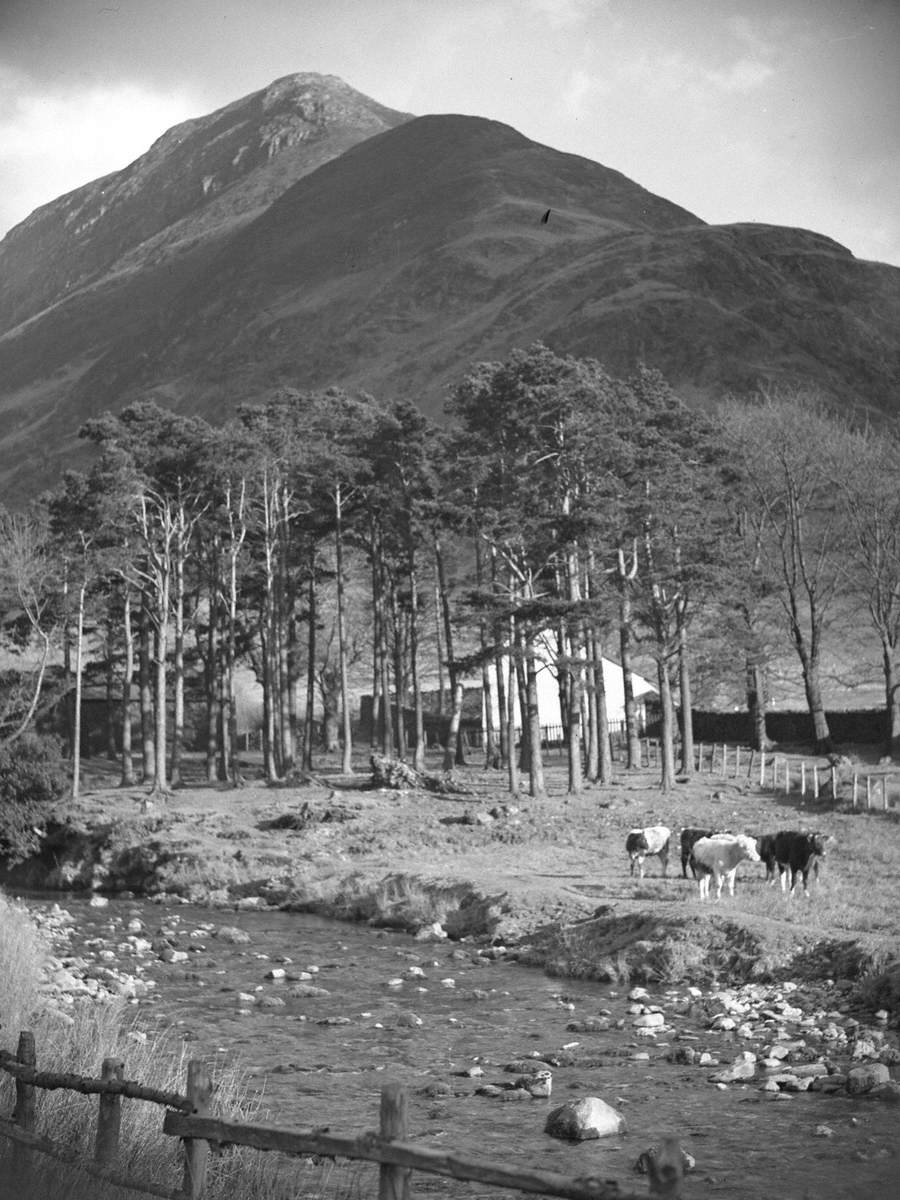 Cattle and Trees at Buttermere
