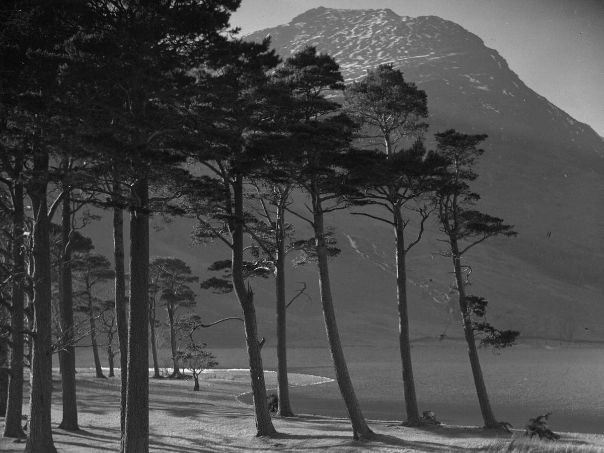 Trees on Lake Shore, Buttermere
