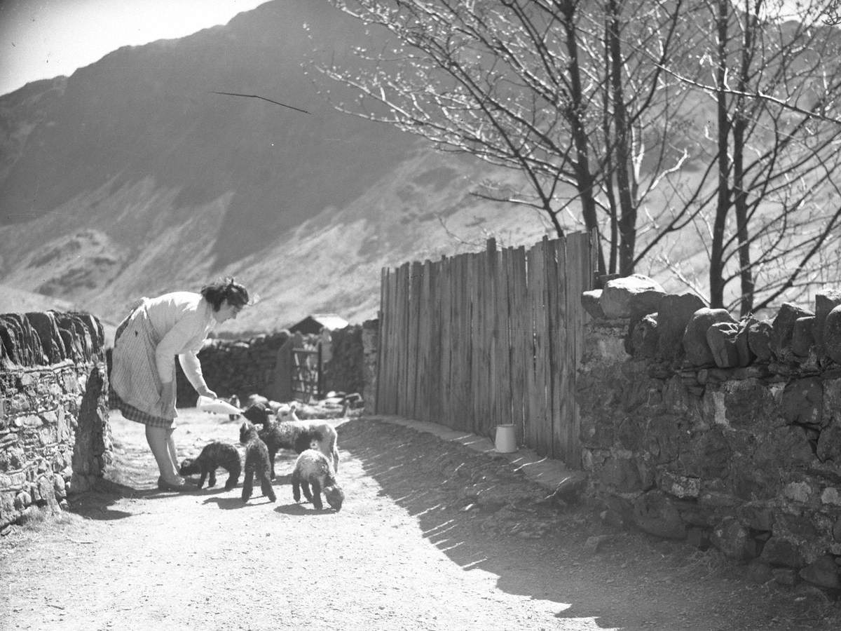 Feeding Lambs at Gatesgarth, Buttermere