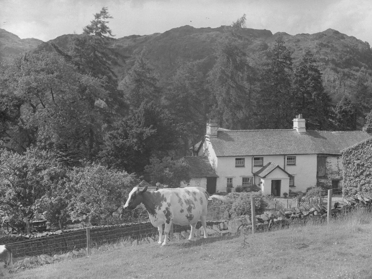 Tarn Hows Cottage with Cows