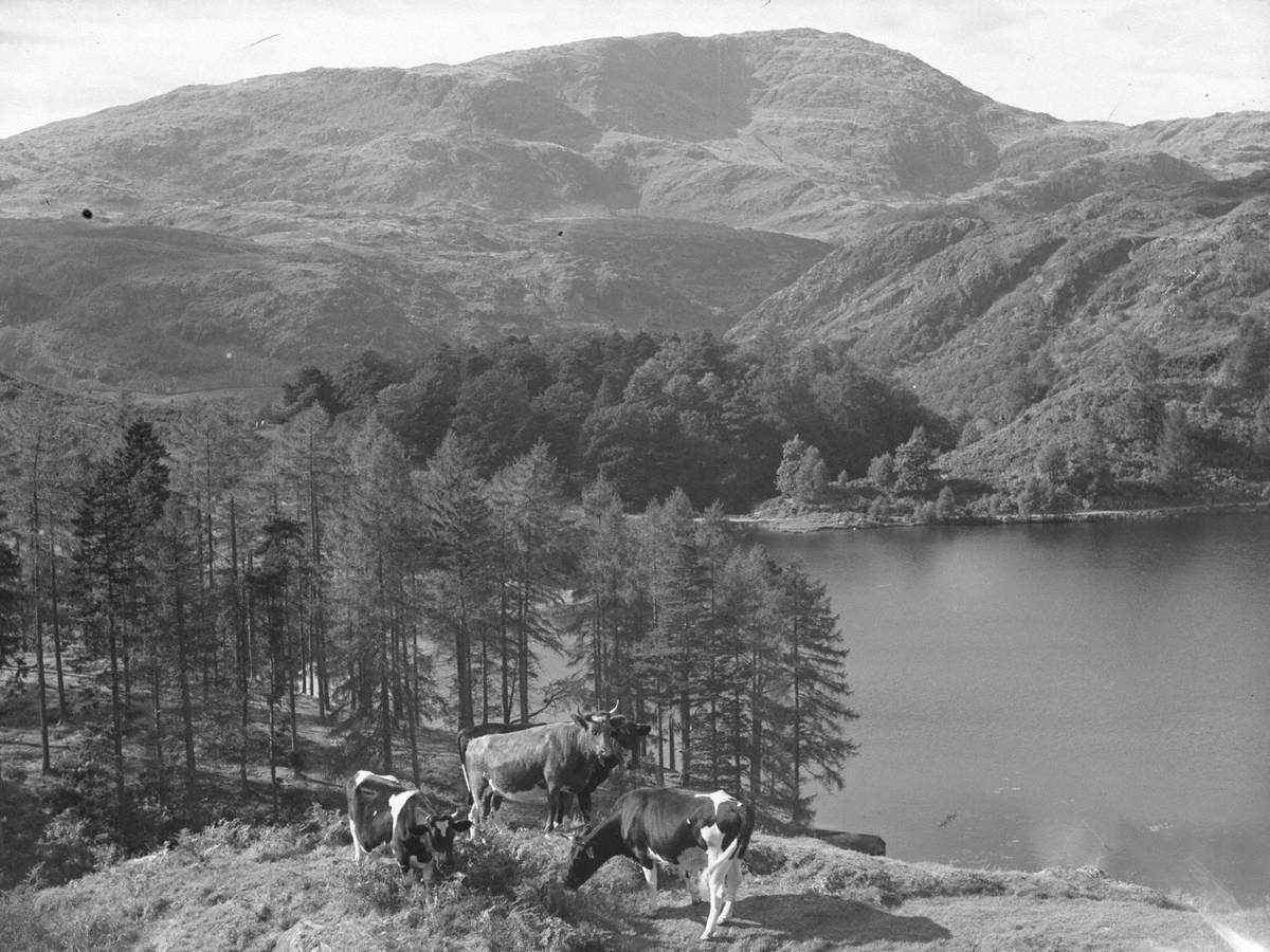 Cows above Tarn Hows