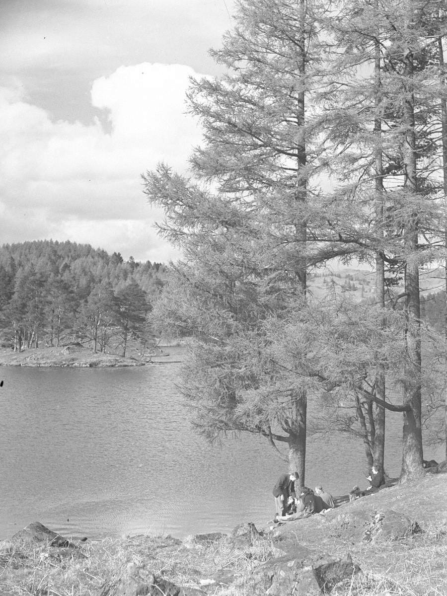 Lake Shore, Tarn Hows