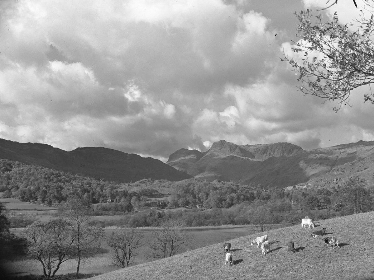 Cows in the Langdales