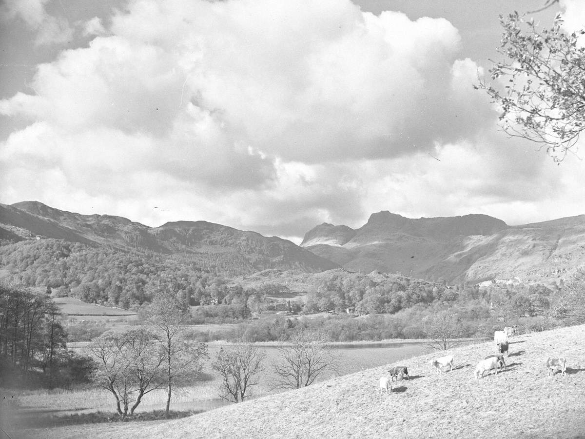 Cows in the Langdales
