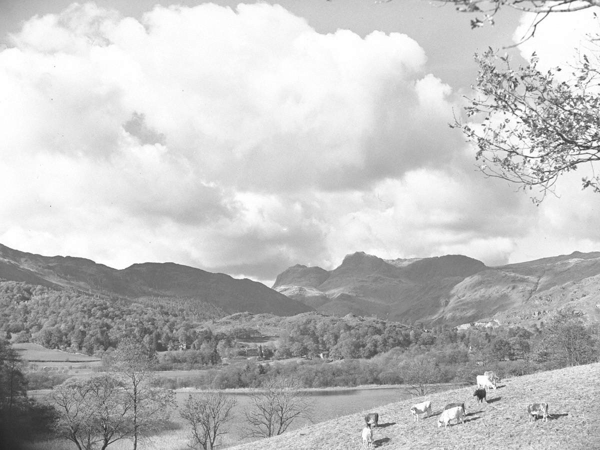 Cows in the Langdales