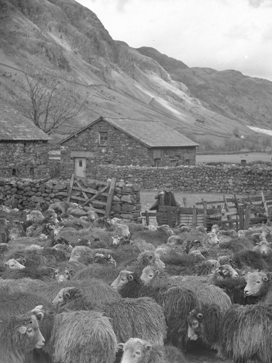 Sheep at Farm in Langdales